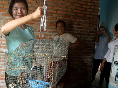 A Slow Loris infant Prevented from Illegal Trade in Stabat, Sumatra (July 27, 2018)